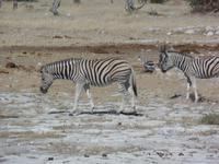 Tage Rundreise Namibia – Die Erlebnistour mit  Kalahari – Fish River-Canyon – Lüderitz – Namib – Swakopmund – Erongo Gebirge – Etosha Nationalpark – Windhoek (1019)
