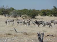 Tage Rundreise Namibia – Die Erlebnistour mit  Kalahari – Fish River-Canyon – Lüderitz – Namib – Swakopmund – Erongo Gebirge – Etosha Nationalpark – Windhoek (1020)