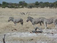 Tage Rundreise Namibia – Die Erlebnistour mit  Kalahari – Fish River-Canyon – Lüderitz – Namib – Swakopmund – Erongo Gebirge – Etosha Nationalpark – Windhoek (1021)