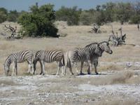 Tage Rundreise Namibia – Die Erlebnistour mit  Kalahari – Fish River-Canyon – Lüderitz – Namib – Swakopmund – Erongo Gebirge – Etosha Nationalpark – Windhoek (1023)