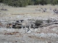 Tage Rundreise Namibia – Die Erlebnistour mit  Kalahari – Fish River-Canyon – Lüderitz – Namib – Swakopmund – Erongo Gebirge – Etosha Nationalpark – Windhoek (1024)