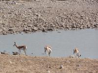Tage Rundreise Namibia – Die Erlebnistour mit  Kalahari – Fish River-Canyon – Lüderitz – Namib – Swakopmund – Erongo Gebirge – Etosha Nationalpark – Windhoek (1028)
