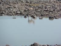 Tage Rundreise Namibia – Die Erlebnistour mit  Kalahari – Fish River-Canyon – Lüderitz – Namib – Swakopmund – Erongo Gebirge – Etosha Nationalpark – Windhoek (1030)