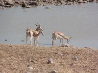 Tage Rundreise Namibia – Die Erlebnistour mit  Kalahari – Fish River-Canyon – Lüderitz – Namib – Swakopmund – Erongo Gebirge – Etosha Nationalpark – Windhoek (1031)