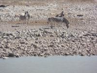 Tage Rundreise Namibia – Die Erlebnistour mit  Kalahari – Fish River-Canyon – Lüderitz – Namib – Swakopmund – Erongo Gebirge – Etosha Nationalpark – Windhoek (1033)