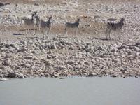 Tage Rundreise Namibia – Die Erlebnistour mit  Kalahari – Fish River-Canyon – Lüderitz – Namib – Swakopmund – Erongo Gebirge – Etosha Nationalpark – Windhoek (1035)