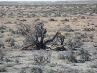 Tage Rundreise Namibia – Die Erlebnistour mit  Kalahari – Fish River-Canyon – Lüderitz – Namib – Swakopmund – Erongo Gebirge – Etosha Nationalpark – Windhoek (1038)