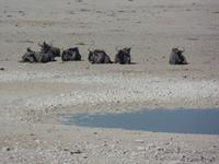 Tage Rundreise Namibia – Die Erlebnistour mit  Kalahari – Fish River-Canyon – Lüderitz – Namib – Swakopmund – Erongo Gebirge – Etosha Nationalpark – Windhoek (1039)