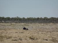 Tage Rundreise Namibia – Die Erlebnistour mit  Kalahari – Fish River-Canyon – Lüderitz – Namib – Swakopmund – Erongo Gebirge – Etosha Nationalpark – Windhoek (1041)