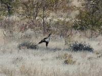 Tage Rundreise Namibia – Die Erlebnistour mit  Kalahari – Fish River-Canyon – Lüderitz – Namib – Swakopmund – Erongo Gebirge – Etosha Nationalpark – Windhoek (1042)