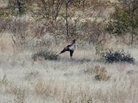 Tage Rundreise Namibia – Die Erlebnistour mit  Kalahari – Fish River-Canyon – Lüderitz – Namib – Swakopmund – Erongo Gebirge – Etosha Nationalpark – Windhoek (1043)