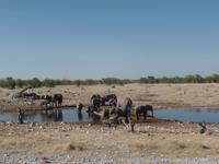 Tage Rundreise Namibia – Die Erlebnistour mit  Kalahari – Fish River-Canyon – Lüderitz – Namib – Swakopmund – Erongo Gebirge – Etosha Nationalpark – Windhoek (1051)