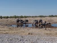 Tage Rundreise Namibia – Die Erlebnistour mit  Kalahari – Fish River-Canyon – Lüderitz – Namib – Swakopmund – Erongo Gebirge – Etosha Nationalpark – Windhoek (1052)