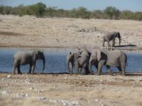 Tage Rundreise Namibia – Die Erlebnistour mit  Kalahari – Fish River-Canyon – Lüderitz – Namib – Swakopmund – Erongo Gebirge – Etosha Nationalpark – Windhoek (1053)
