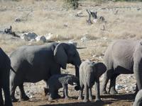 Tage Rundreise Namibia – Die Erlebnistour mit  Kalahari – Fish River-Canyon – Lüderitz – Namib – Swakopmund – Erongo Gebirge – Etosha Nationalpark – Windhoek (1056)