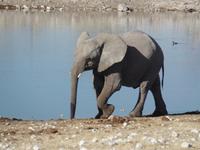 Tage Rundreise Namibia – Die Erlebnistour mit  Kalahari – Fish River-Canyon – Lüderitz – Namib – Swakopmund – Erongo Gebirge – Etosha Nationalpark – Windhoek (1057)