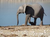 Tage Rundreise Namibia – Die Erlebnistour mit  Kalahari – Fish River-Canyon – Lüderitz – Namib – Swakopmund – Erongo Gebirge – Etosha Nationalpark – Windhoek (1058)