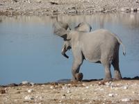Tage Rundreise Namibia – Die Erlebnistour mit  Kalahari – Fish River-Canyon – Lüderitz – Namib – Swakopmund – Erongo Gebirge – Etosha Nationalpark – Windhoek (1059)