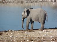 Tage Rundreise Namibia – Die Erlebnistour mit  Kalahari – Fish River-Canyon – Lüderitz – Namib – Swakopmund – Erongo Gebirge – Etosha Nationalpark – Windhoek (1060)