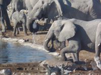 Tage Rundreise Namibia – Die Erlebnistour mit  Kalahari – Fish River-Canyon – Lüderitz – Namib – Swakopmund – Erongo Gebirge – Etosha Nationalpark – Windhoek (1061)