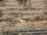 Tage Rundreise Namibia – Die Erlebnistour mit  Kalahari – Fish River-Canyon – Lüderitz – Namib – Swakopmund – Erongo Gebirge – Etosha Nationalpark – Windhoek (1072)