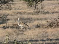 Tage Rundreise Namibia – Die Erlebnistour mit  Kalahari – Fish River-Canyon – Lüderitz – Namib – Swakopmund – Erongo Gebirge – Etosha Nationalpark – Windhoek (1073)