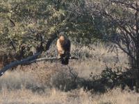 Tage Rundreise Namibia – Die Erlebnistour mit  Kalahari – Fish River-Canyon – Lüderitz – Namib – Swakopmund – Erongo Gebirge – Etosha Nationalpark – Windhoek (1076)