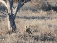 Tage Rundreise Namibia – Die Erlebnistour mit  Kalahari – Fish River-Canyon – Lüderitz – Namib – Swakopmund – Erongo Gebirge – Etosha Nationalpark – Windhoek (1078)