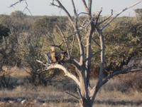 Tage Rundreise Namibia – Die Erlebnistour mit  Kalahari – Fish River-Canyon – Lüderitz – Namib – Swakopmund – Erongo Gebirge – Etosha Nationalpark – Windhoek (1080)