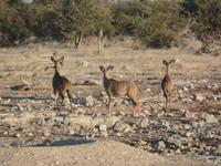 Tage Rundreise Namibia – Die Erlebnistour mit  Kalahari – Fish River-Canyon – Lüderitz – Namib – Swakopmund – Erongo Gebirge – Etosha Nationalpark – Windhoek (1081)