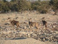 Tage Rundreise Namibia – Die Erlebnistour mit  Kalahari – Fish River-Canyon – Lüderitz – Namib – Swakopmund – Erongo Gebirge – Etosha Nationalpark – Windhoek (1082)