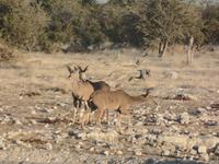 Tage Rundreise Namibia – Die Erlebnistour mit  Kalahari – Fish River-Canyon – Lüderitz – Namib – Swakopmund – Erongo Gebirge – Etosha Nationalpark – Windhoek (1083)