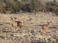 Tage Rundreise Namibia – Die Erlebnistour mit  Kalahari – Fish River-Canyon – Lüderitz – Namib – Swakopmund – Erongo Gebirge – Etosha Nationalpark – Windhoek (1084)