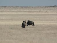 Tage Rundreise Namibia – Die Erlebnistour mit  Kalahari – Fish River-Canyon – Lüderitz – Namib – Swakopmund – Erongo Gebirge – Etosha Nationalpark – Windhoek (1090)