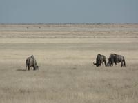 Tage Rundreise Namibia – Die Erlebnistour mit  Kalahari – Fish River-Canyon – Lüderitz – Namib – Swakopmund – Erongo Gebirge – Etosha Nationalpark – Windhoek (1091)
