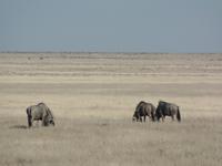 Tage Rundreise Namibia – Die Erlebnistour mit  Kalahari – Fish River-Canyon – Lüderitz – Namib – Swakopmund – Erongo Gebirge – Etosha Nationalpark – Windhoek (1092)