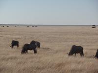 Tage Rundreise Namibia – Die Erlebnistour mit  Kalahari – Fish River-Canyon – Lüderitz – Namib – Swakopmund – Erongo Gebirge – Etosha Nationalpark – Windhoek (1093)