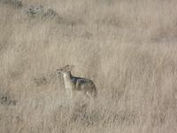 Tage Rundreise Namibia – Die Erlebnistour mit  Kalahari – Fish River-Canyon – Lüderitz – Namib – Swakopmund – Erongo Gebirge – Etosha Nationalpark – Windhoek (1095)