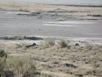 Tage Rundreise Namibia – Die Erlebnistour mit  Kalahari – Fish River-Canyon – Lüderitz – Namib – Swakopmund – Erongo Gebirge – Etosha Nationalpark – Windhoek (1097)