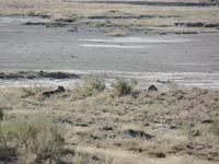 Tage Rundreise Namibia – Die Erlebnistour mit  Kalahari – Fish River-Canyon – Lüderitz – Namib – Swakopmund – Erongo Gebirge – Etosha Nationalpark – Windhoek (1098)