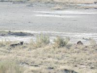 Tage Rundreise Namibia – Die Erlebnistour mit  Kalahari – Fish River-Canyon – Lüderitz – Namib – Swakopmund – Erongo Gebirge – Etosha Nationalpark – Windhoek (1103)