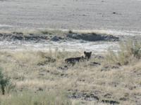 Tage Rundreise Namibia – Die Erlebnistour mit  Kalahari – Fish River-Canyon – Lüderitz – Namib – Swakopmund – Erongo Gebirge – Etosha Nationalpark – Windhoek (1104)