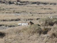 Tage Rundreise Namibia – Die Erlebnistour mit  Kalahari – Fish River-Canyon – Lüderitz – Namib – Swakopmund – Erongo Gebirge – Etosha Nationalpark – Windhoek (1109)