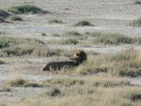 Tage Rundreise Namibia – Die Erlebnistour mit  Kalahari – Fish River-Canyon – Lüderitz – Namib – Swakopmund – Erongo Gebirge – Etosha Nationalpark – Windhoek (1112)