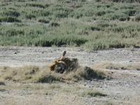 Tage Rundreise Namibia – Die Erlebnistour mit  Kalahari – Fish River-Canyon – Lüderitz – Namib – Swakopmund – Erongo Gebirge – Etosha Nationalpark – Windhoek (1114)