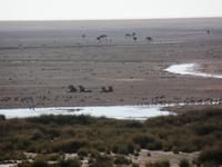 Tage Rundreise Namibia – Die Erlebnistour mit  Kalahari – Fish River-Canyon – Lüderitz – Namib – Swakopmund – Erongo Gebirge – Etosha Nationalpark – Windhoek (1116)