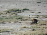 Tage Rundreise Namibia – Die Erlebnistour mit  Kalahari – Fish River-Canyon – Lüderitz – Namib – Swakopmund – Erongo Gebirge – Etosha Nationalpark – Windhoek (1121)