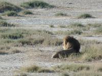 Tage Rundreise Namibia – Die Erlebnistour mit  Kalahari – Fish River-Canyon – Lüderitz – Namib – Swakopmund – Erongo Gebirge – Etosha Nationalpark – Windhoek (1122)