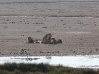 Tage Rundreise Namibia – Die Erlebnistour mit  Kalahari – Fish River-Canyon – Lüderitz – Namib – Swakopmund – Erongo Gebirge – Etosha Nationalpark – Windhoek (1123)