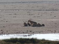 Tage Rundreise Namibia – Die Erlebnistour mit  Kalahari – Fish River-Canyon – Lüderitz – Namib – Swakopmund – Erongo Gebirge – Etosha Nationalpark – Windhoek (1125)